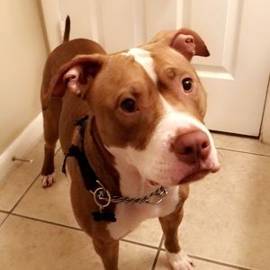 Meet your Posher, Julia